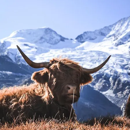 Appartement Helvetia