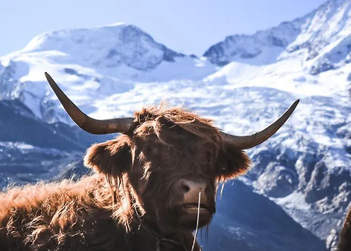 Appartamento Helvetia